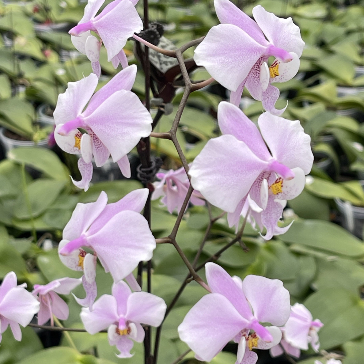 花农杰哥原生种蝴蝶兰直播用链接 西蕾丽JG2321