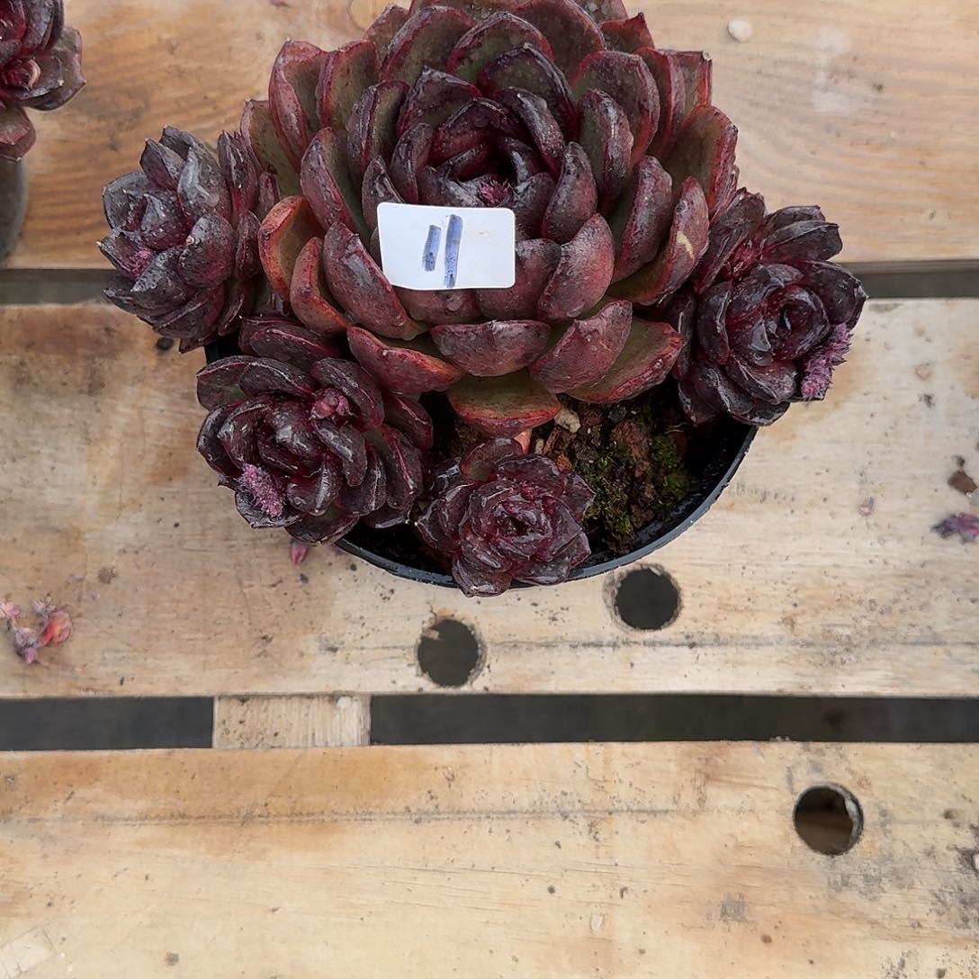 11 号水晶多肉植物 0000