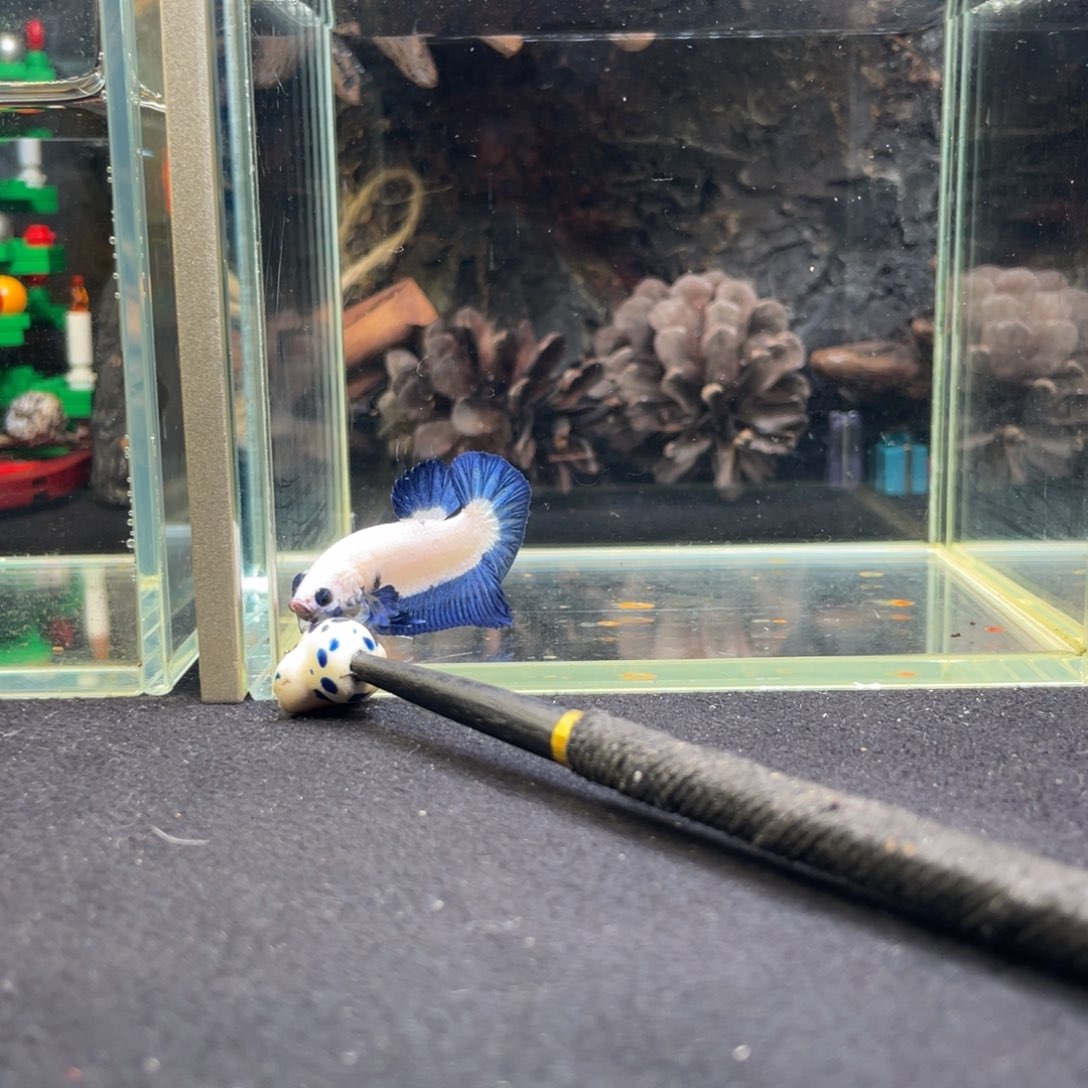 斗鱼十二月二十四日竞价