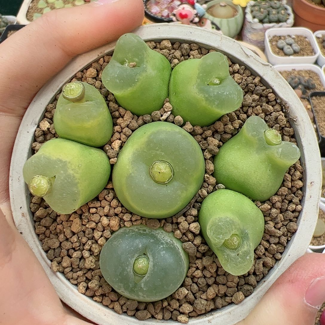 【闪购商品】K321 脱土