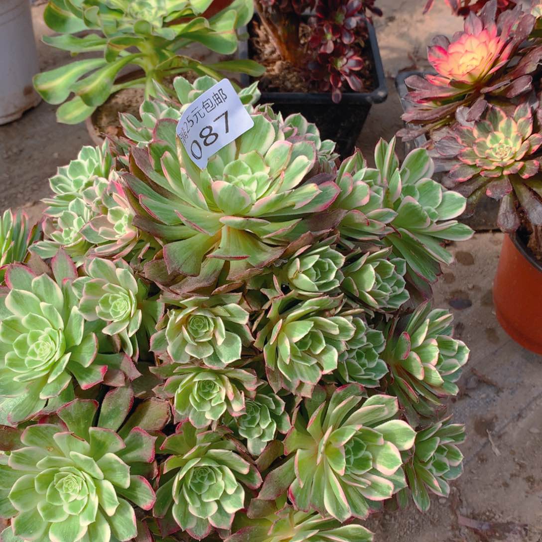 087莲花老桩多肉植物