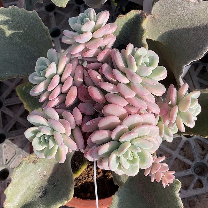 *****吉赛尔锦快递链接