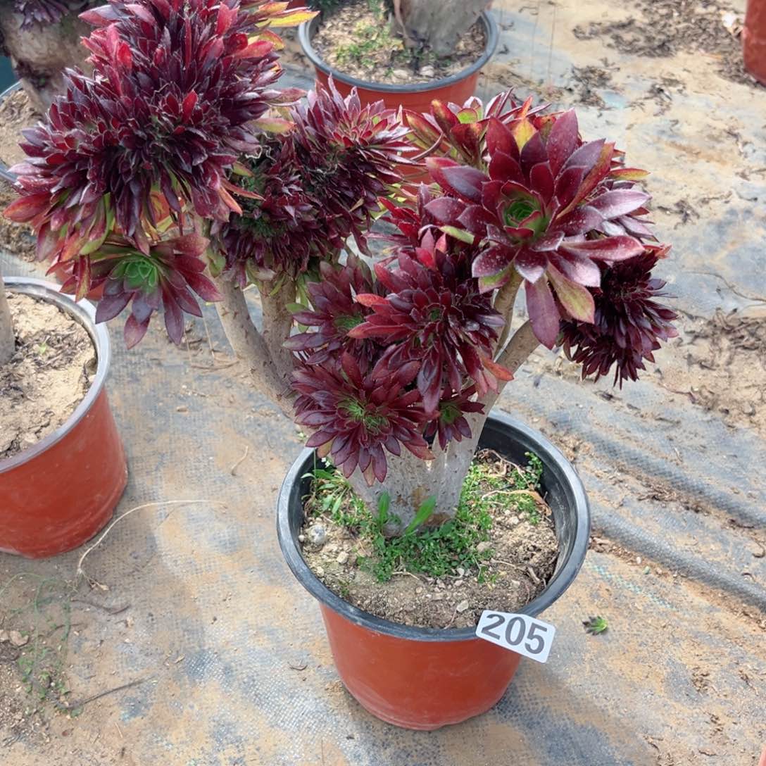 205黑法师缀多肉植物
