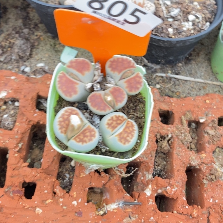 ＂***、生石花的季节是805