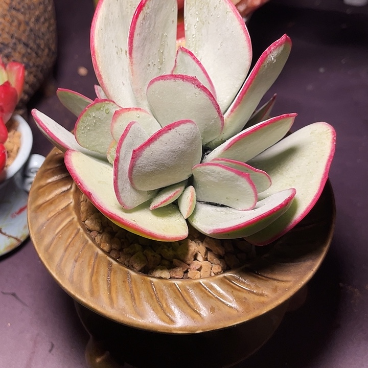翘***龙多肉植物白梅发货