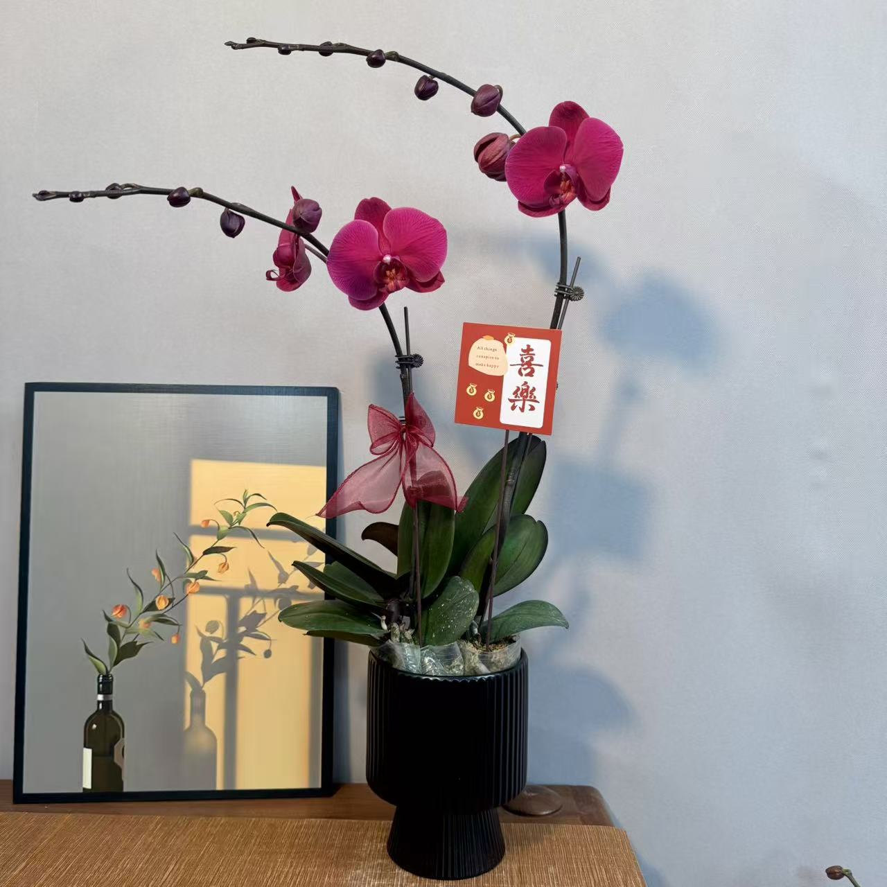 蝴蝶兰【洋洋得意】复古色稀有品种高品质室内高端绿植花卉