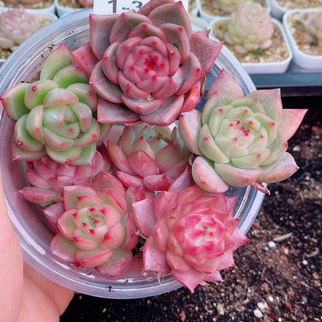 1-395 新疆西藏内蒙不发12.8包邮2-3公分多肉