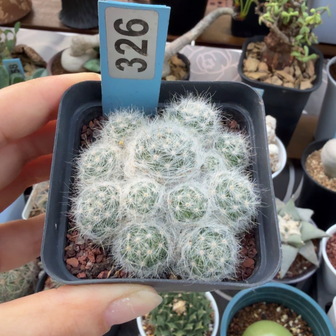 小霍星326仙人掌球