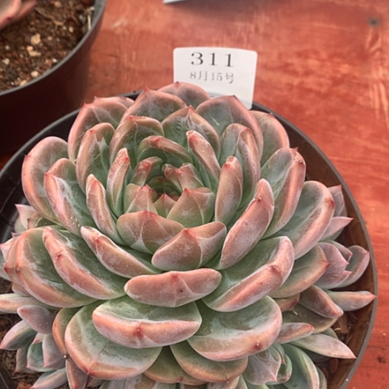 【闪购商品】云311号山茶花18厘米