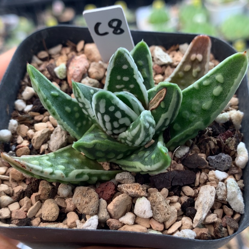 【闪购商品】8天使之泪