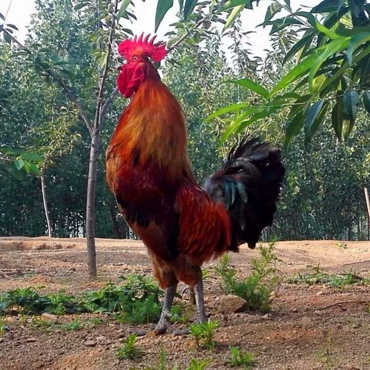    黑爪公鸡俩只8斤