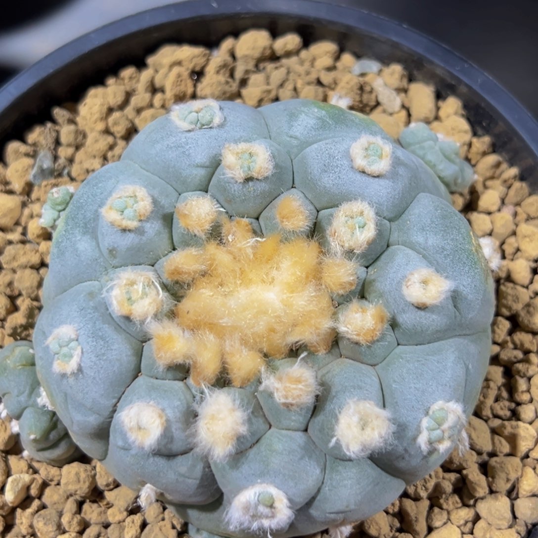 m实生日系奇异宝带盆