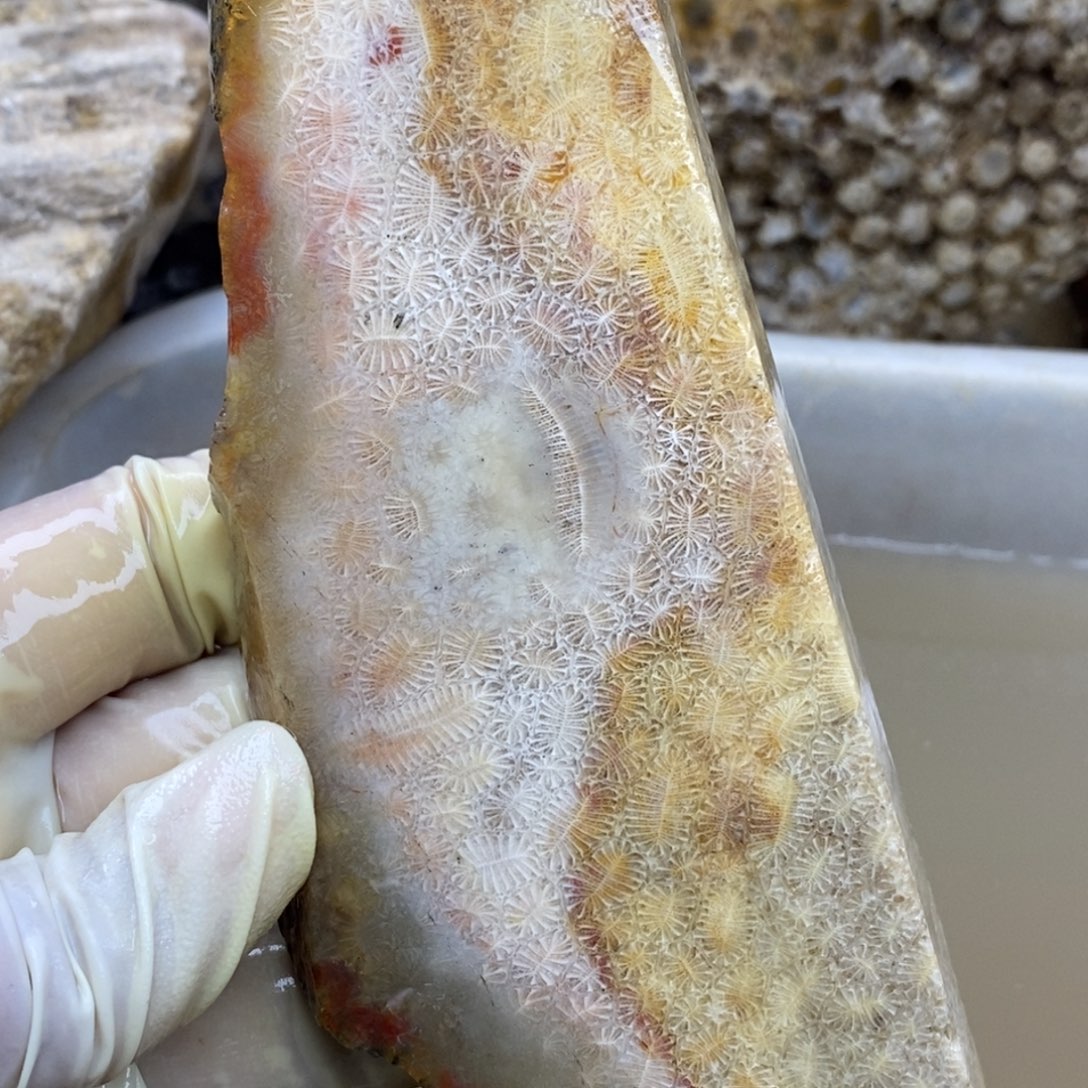 【闪购商品】硅化玉珊瑚玉未镶嵌