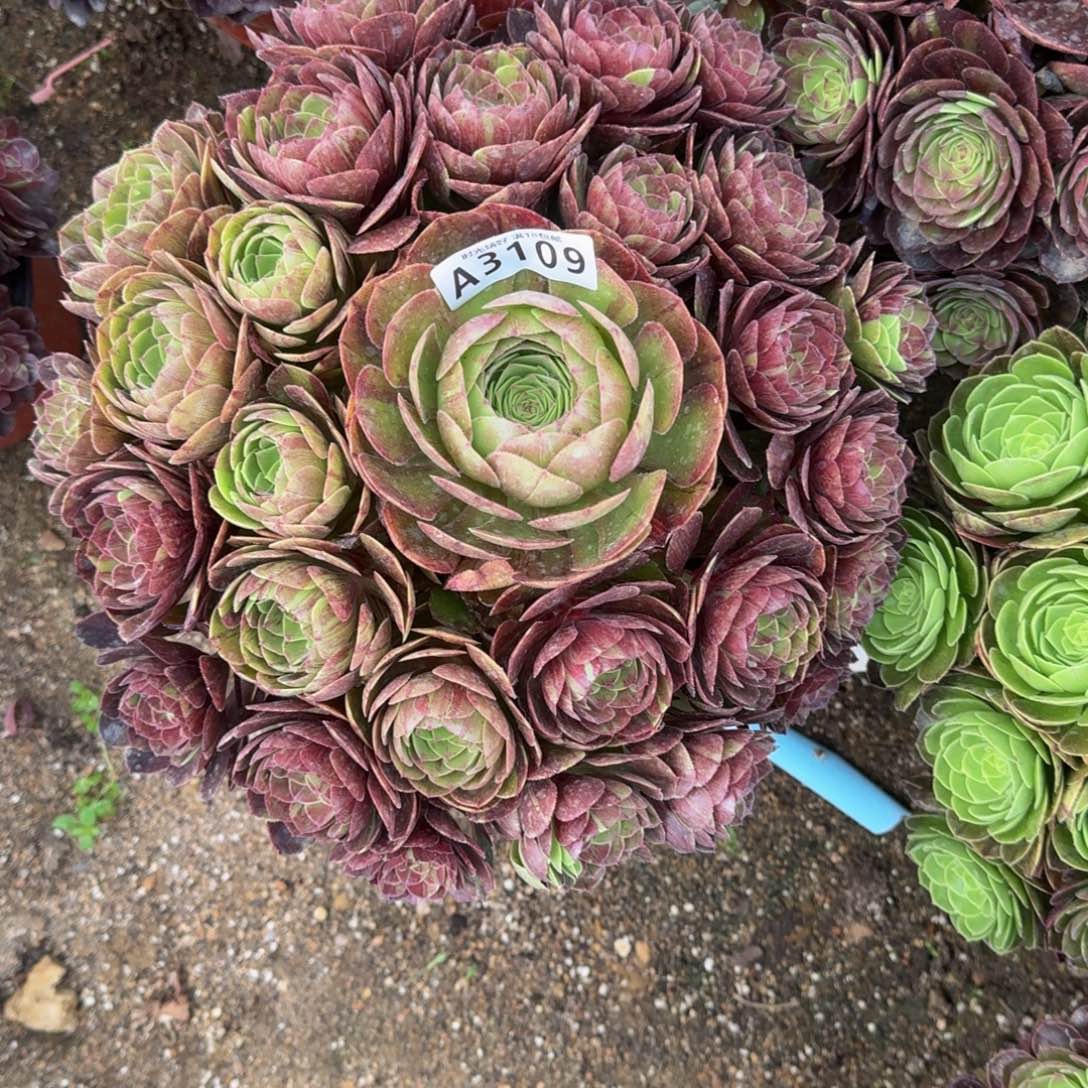 3109花月夜多肉植物