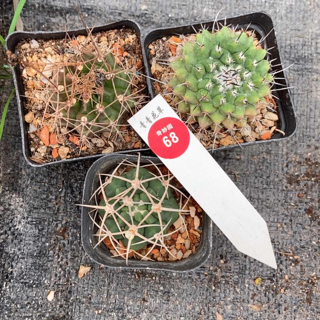 长瓦碧混合球三颗仙人球