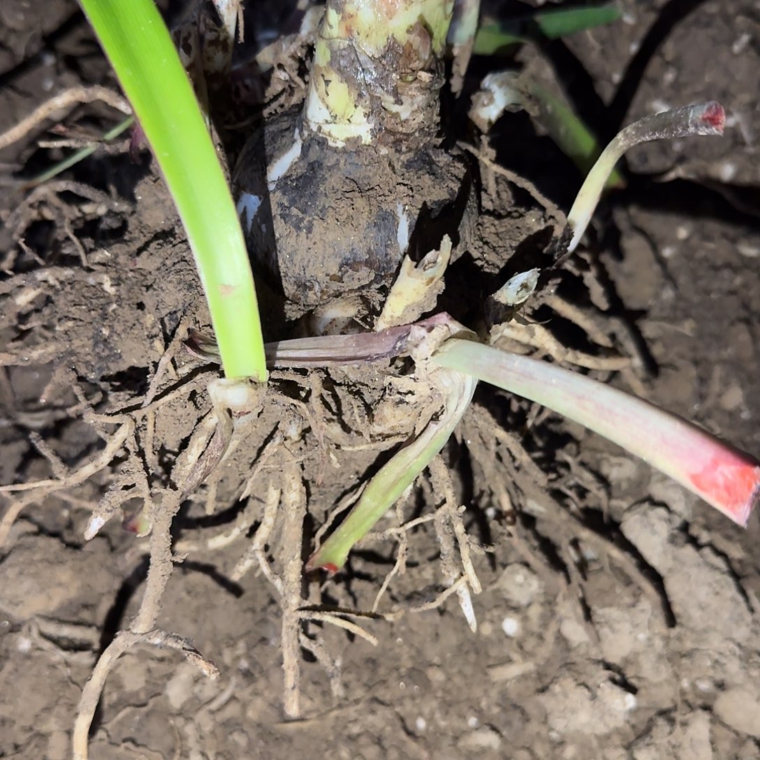 梦幻洛丽塔5.8厘米带10侧裸根一棵