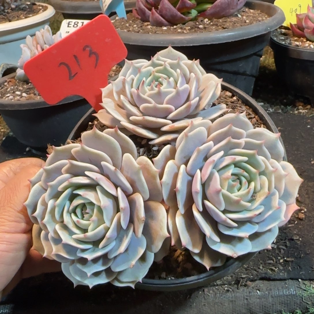 露娜脸惊鸿一物一拍包装收缩花旱