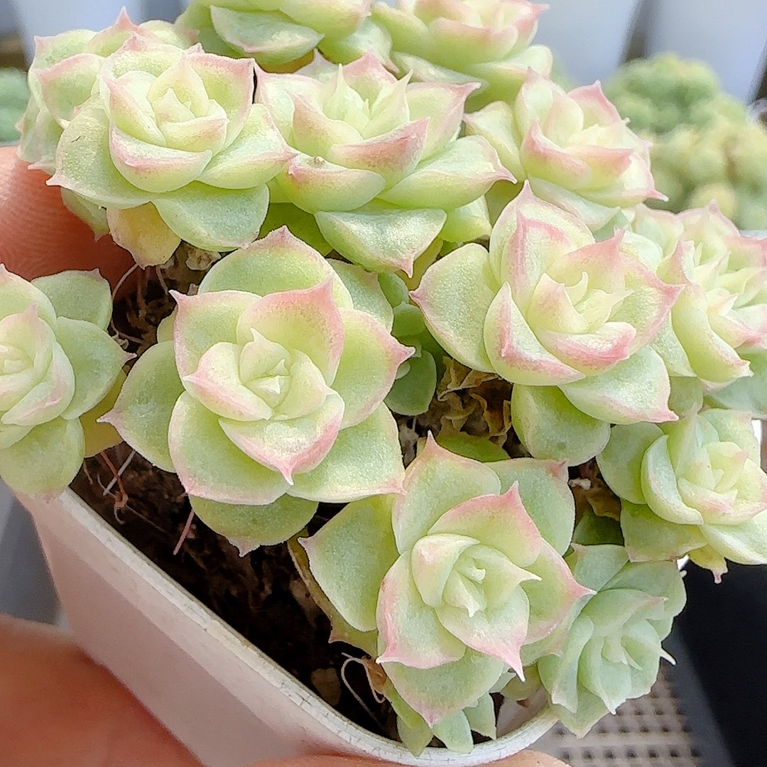 【闪购商品】0908-55优选麦杆