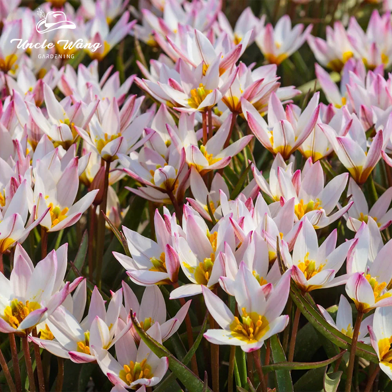 种花王大爷原生郁金香种球进口可地栽盆栽花卉球根