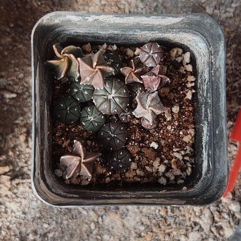 246处理小小苗仙人球