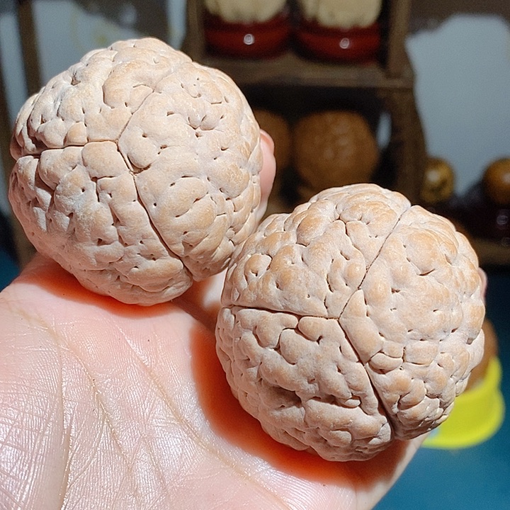 野生三瓣脑纹大金刚4852