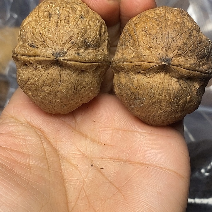 把件文玩核桃云南铁核桃46