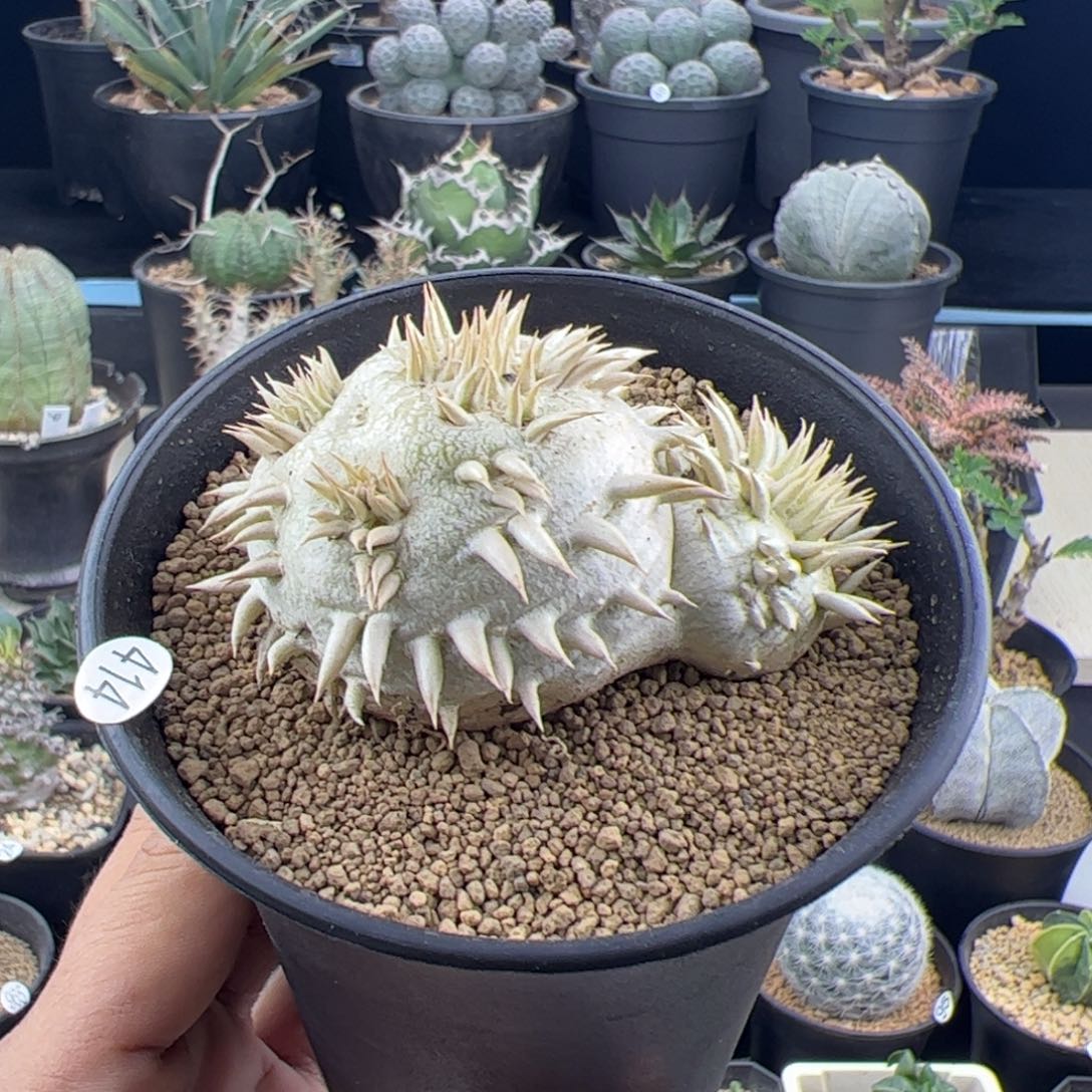 惠比大黑一物一拍