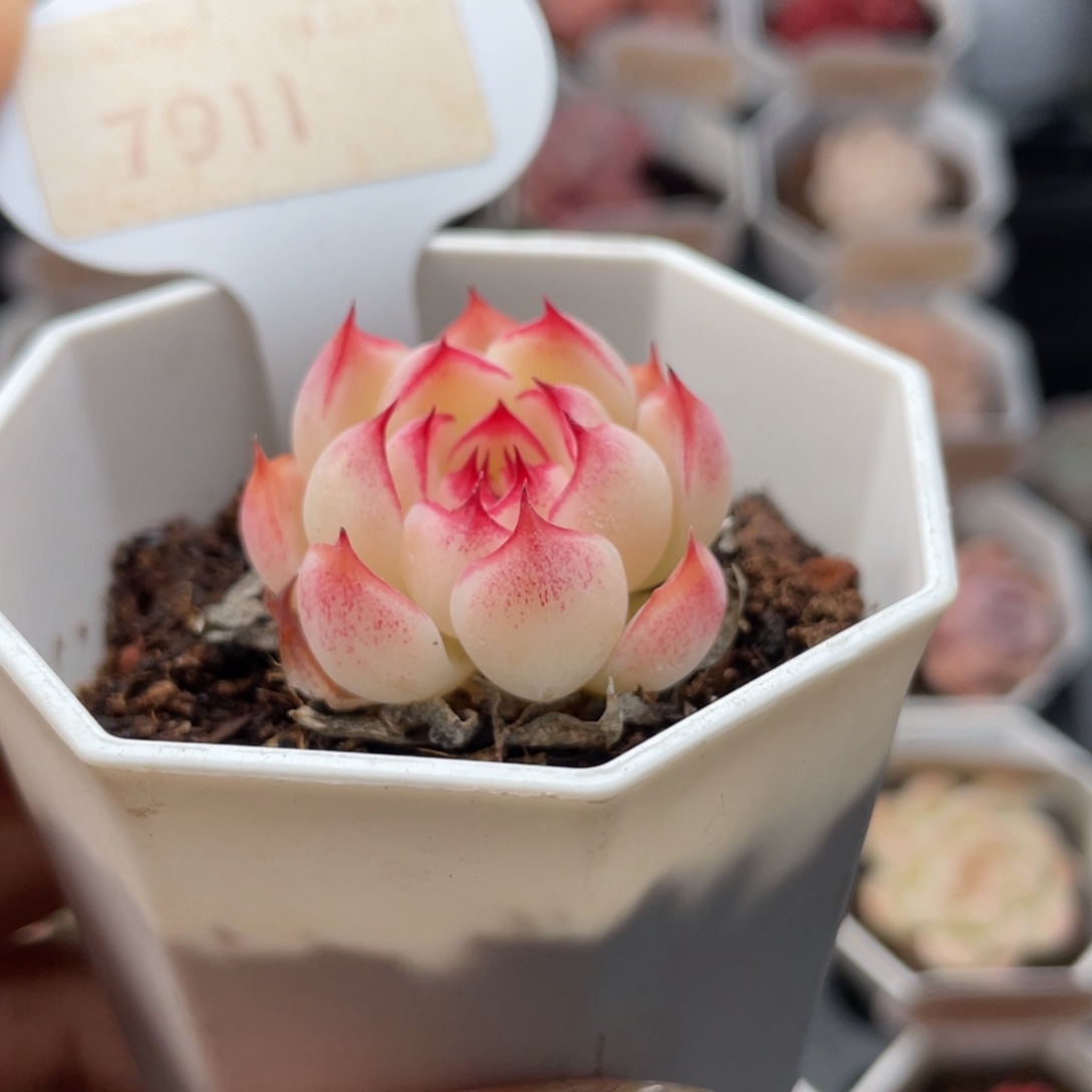 勾魂仙子7911-3.0厘米