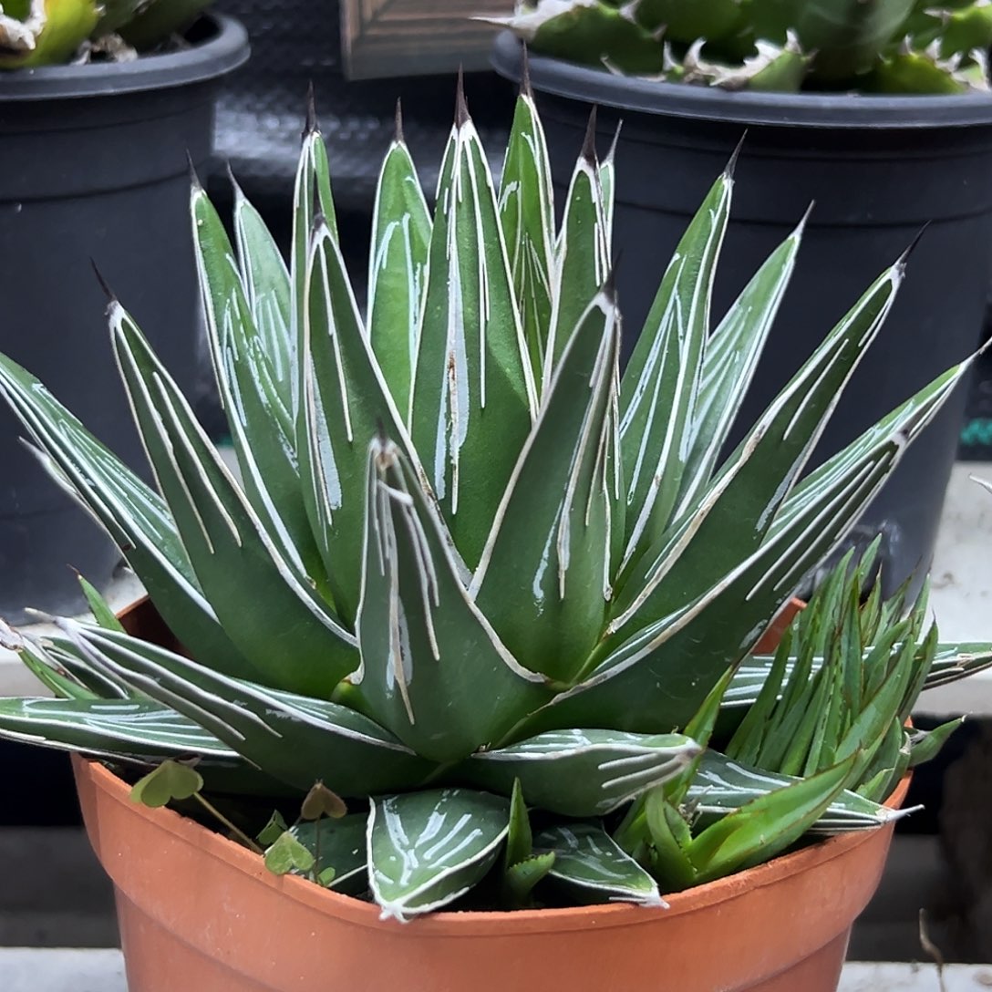 直纹笹之雪一物一拍偏远不包邮不退不换