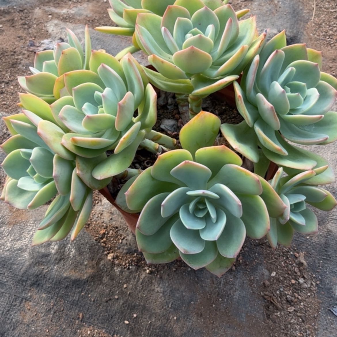 【闪购商品】无花朵大****零