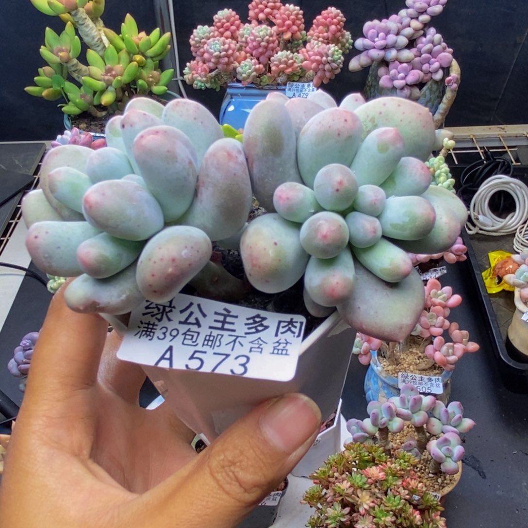 573米可奶多肉7c m