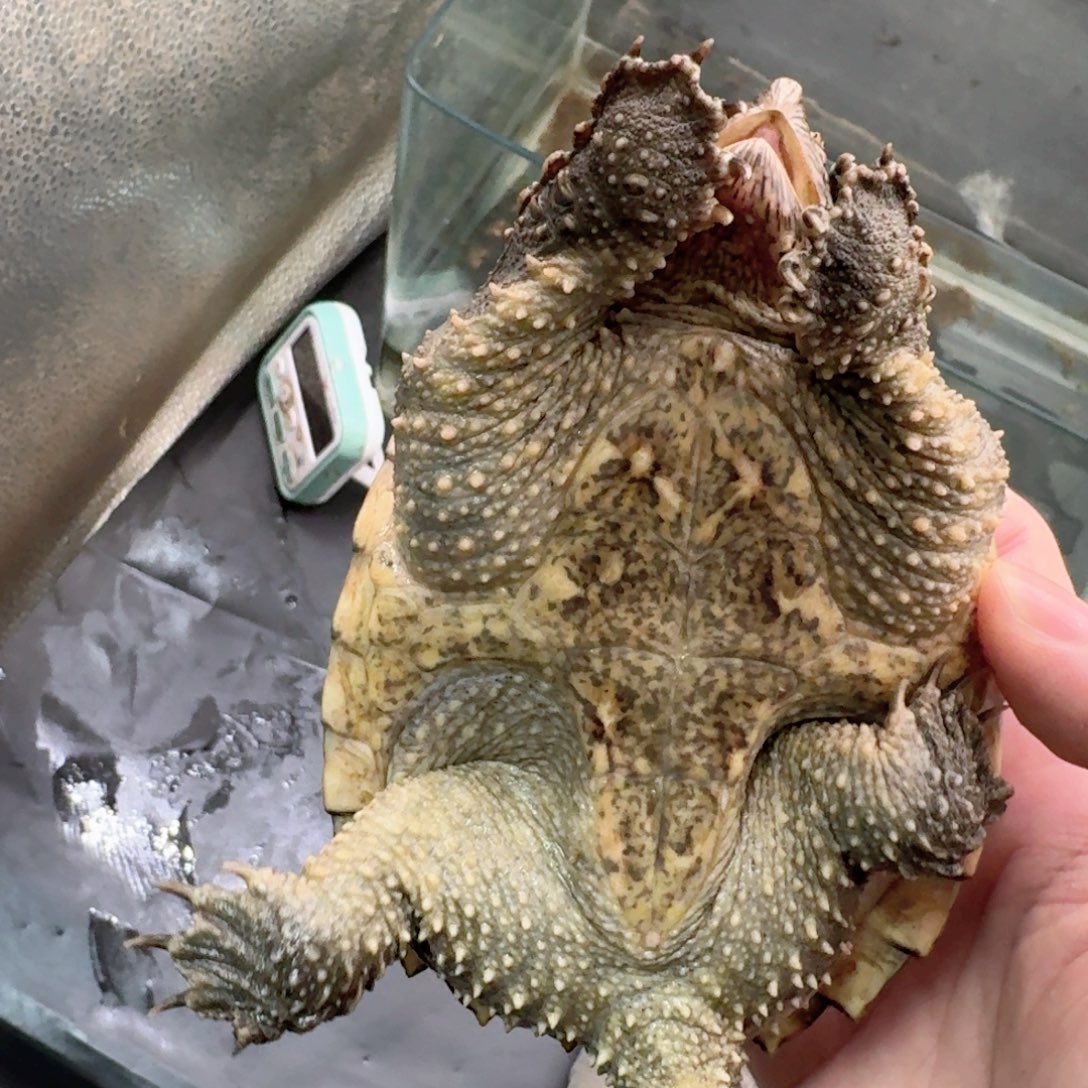 宠物龟不分公母111