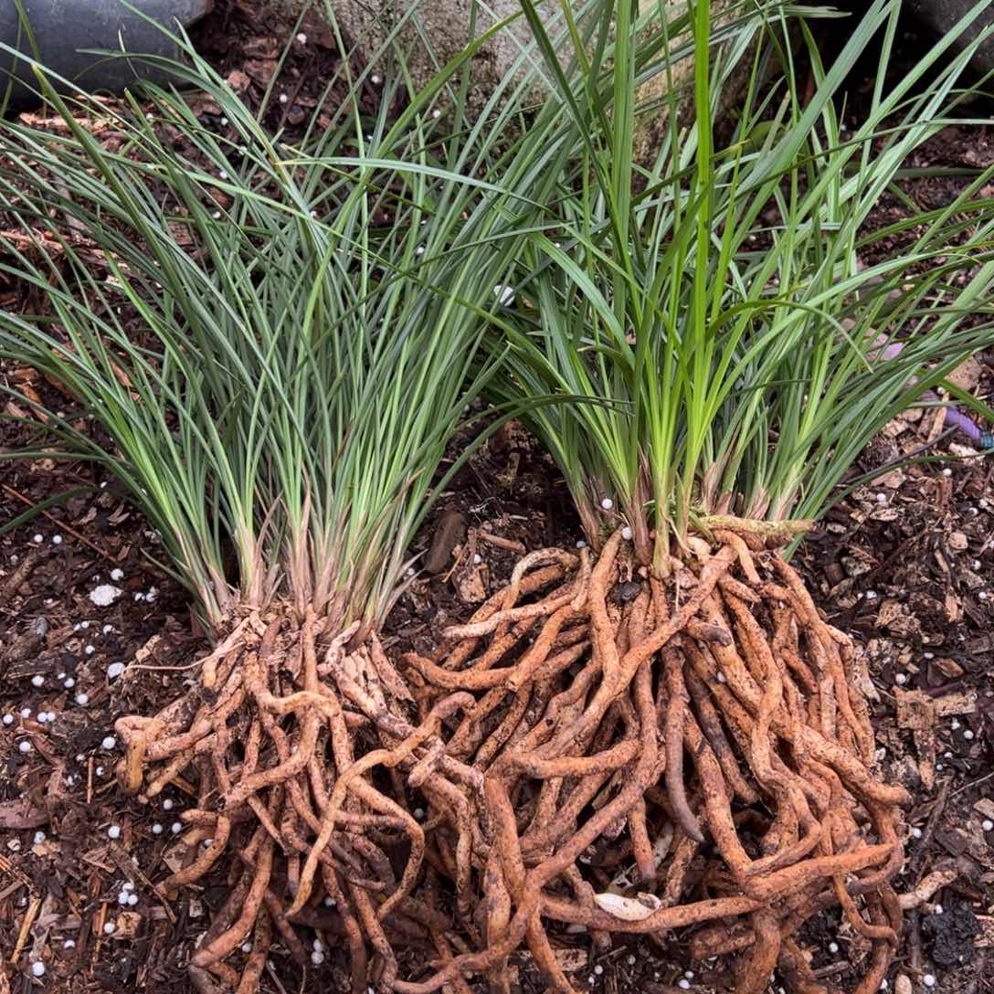 你***爷完全开放莲瓣兰2大棵