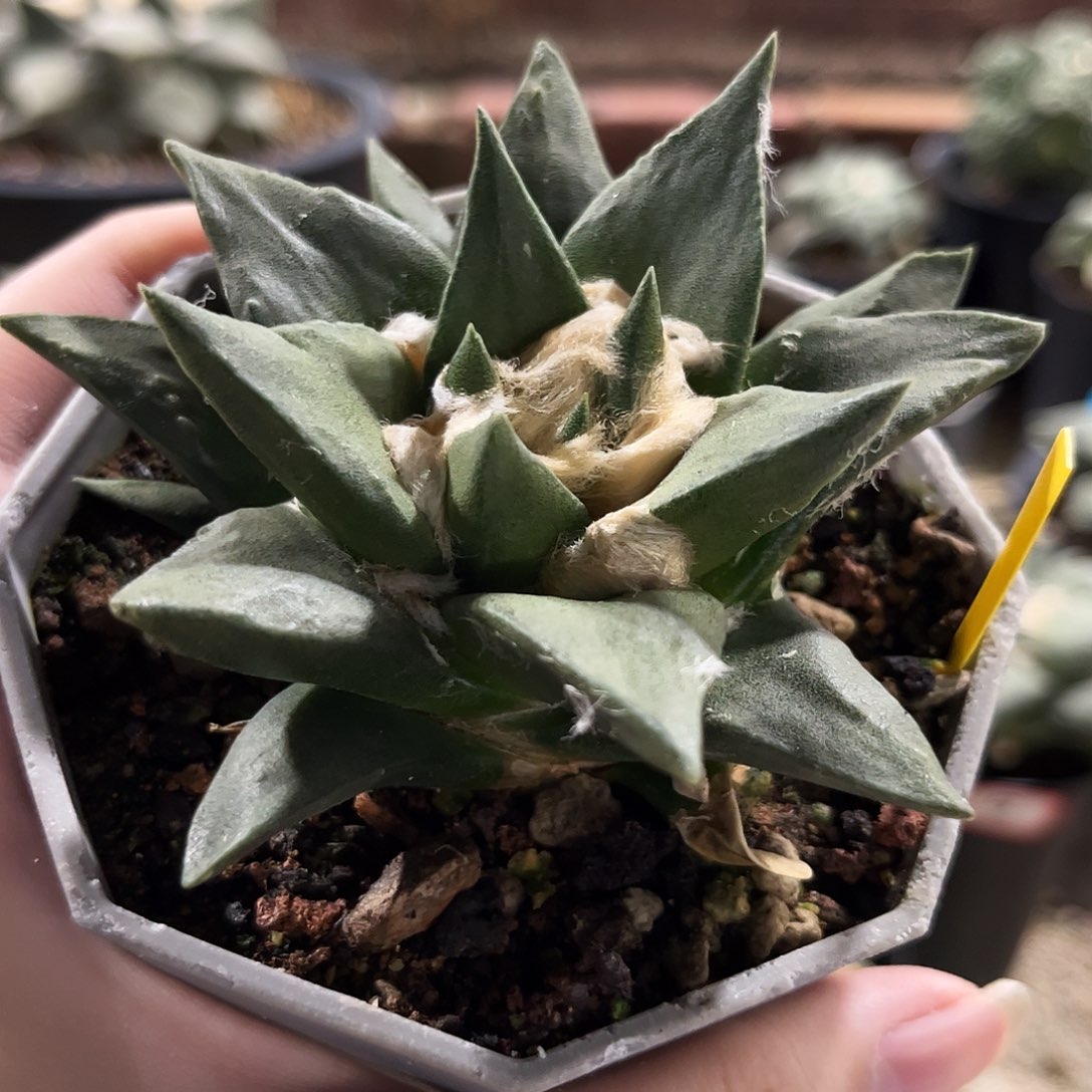 22号9.5cm实生龙角龙牙