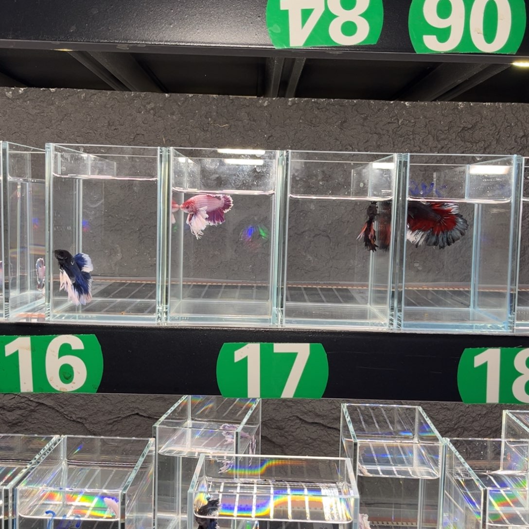 海水鱼tiger老板厦门四条鱼