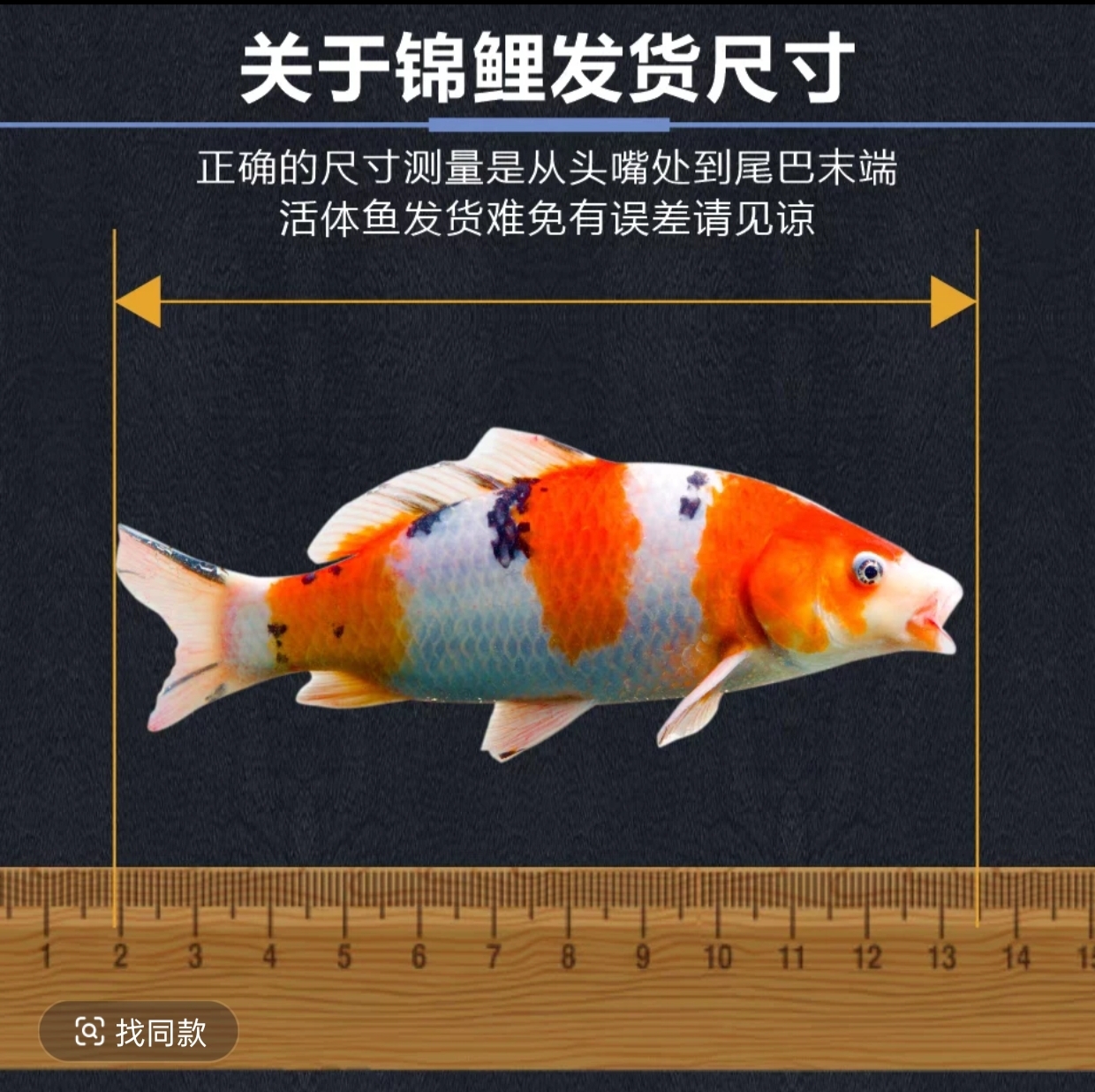 【20公分以内】红白锦鲤好养耐活的冷水观赏鱼锦鲤