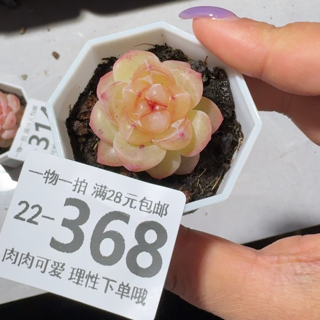 恶魔之泪无盆土发货