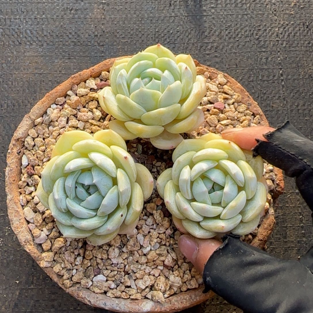 咖***喱多肉植物多肉植物