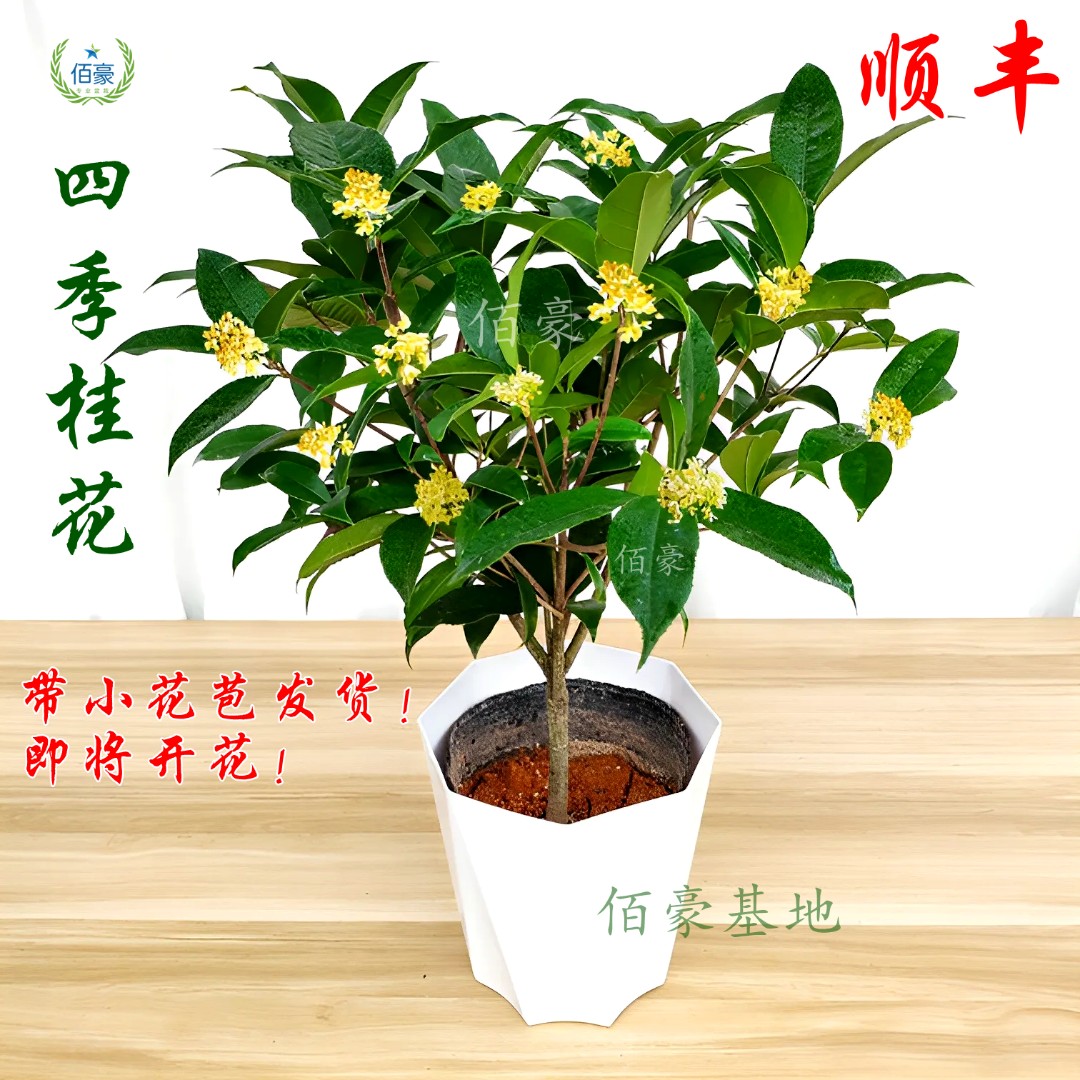 佰豪基地精选四季桂花盆栽浓香型花期长室内盆景阳台绿植好养新品
