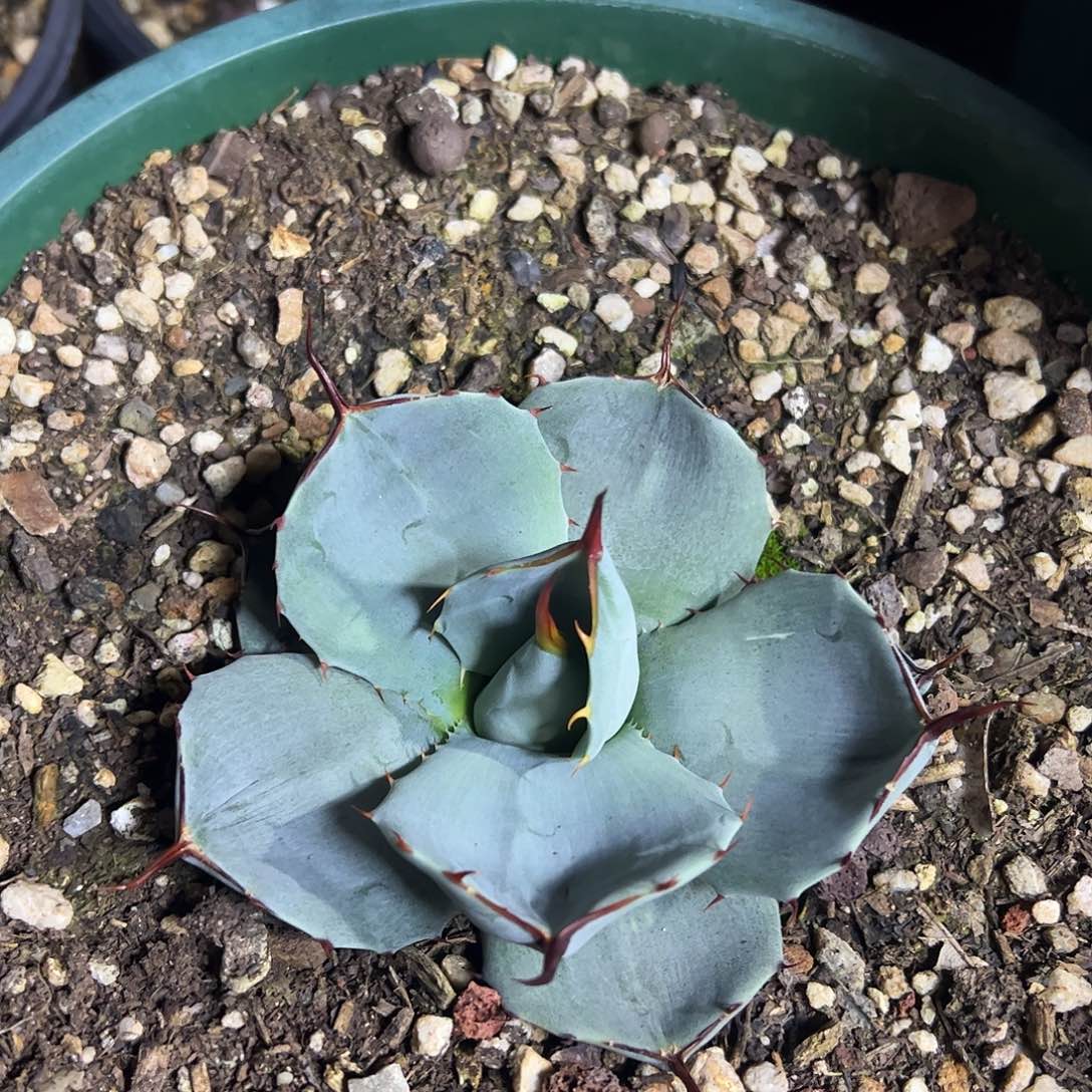 厚叶福克斯龙舌兰植物