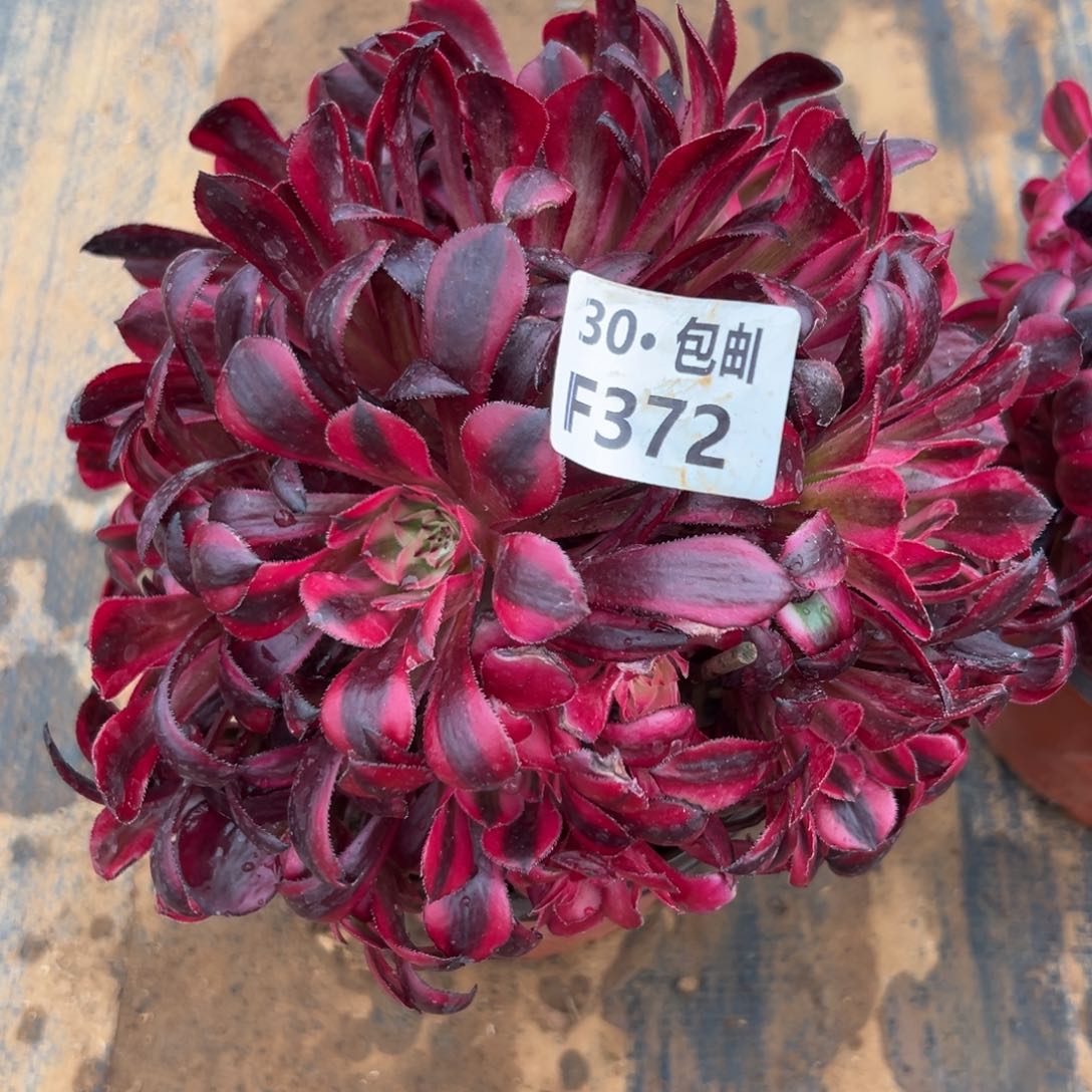 372红铜白满20包邮