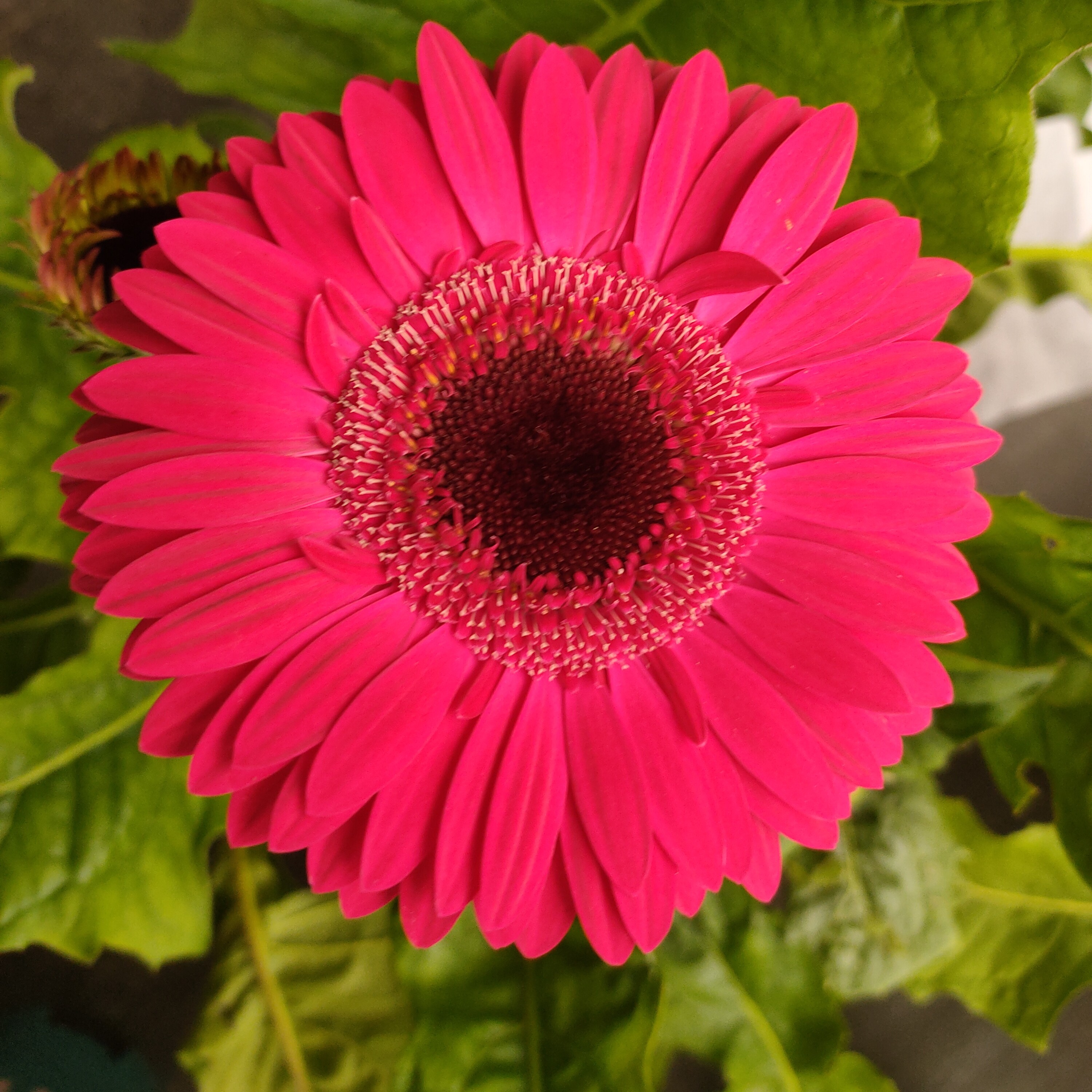 （话梅糖）高杆非洲菊四季开花家用宿根苗花卉地栽盆栽阳台庭院室