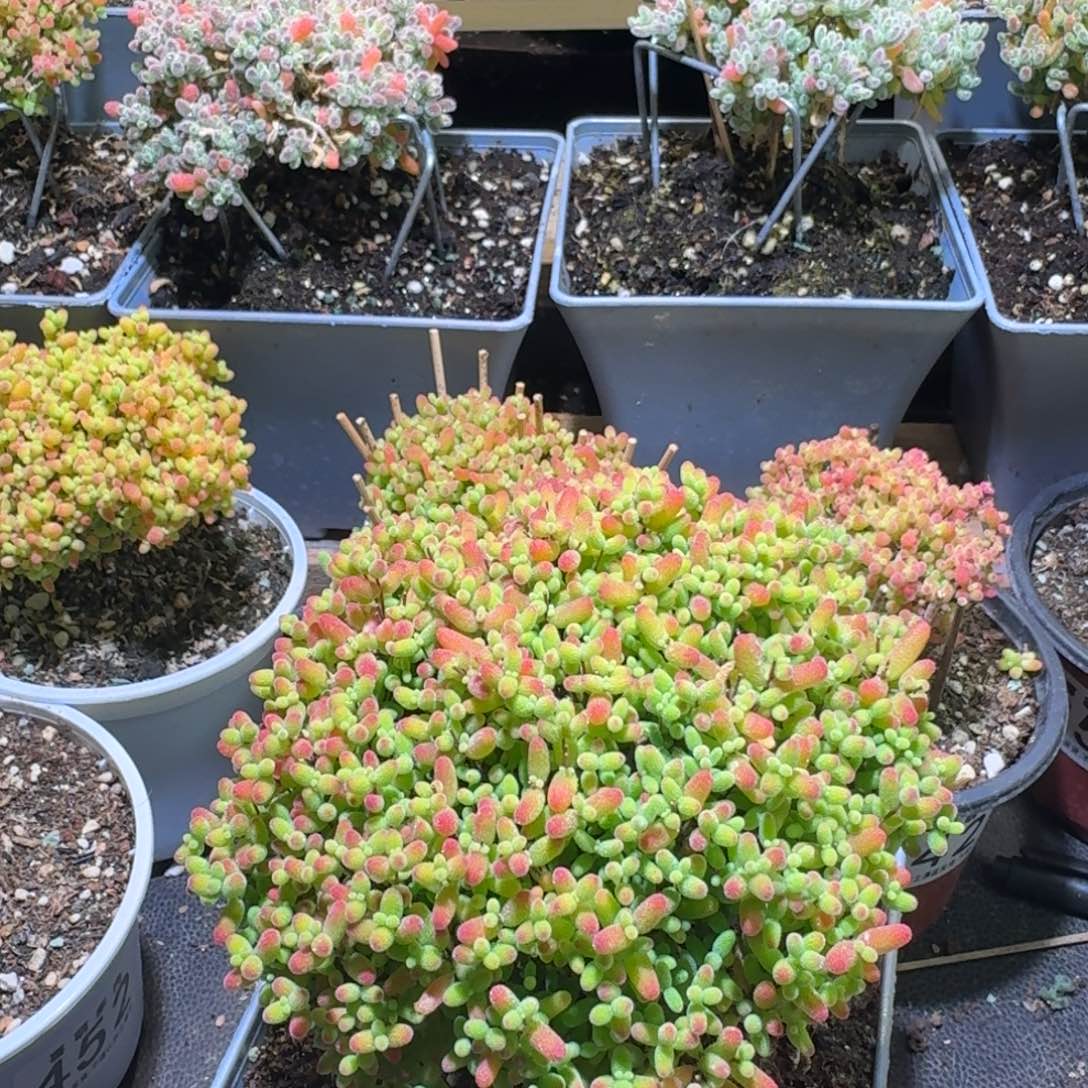 敏***雪蜜橘糖球枝干番杏195