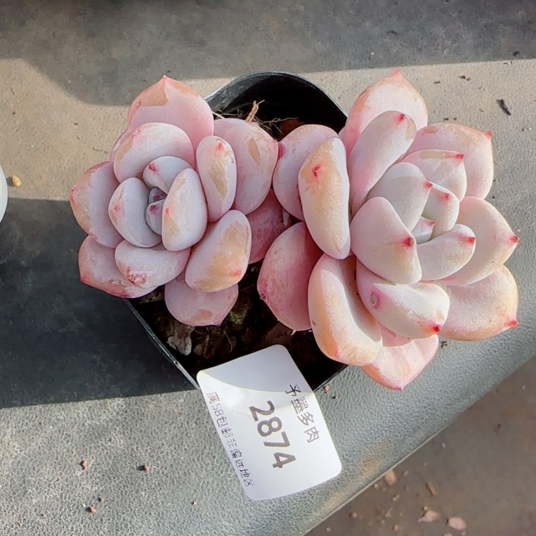 星星雪，2874多肉植物