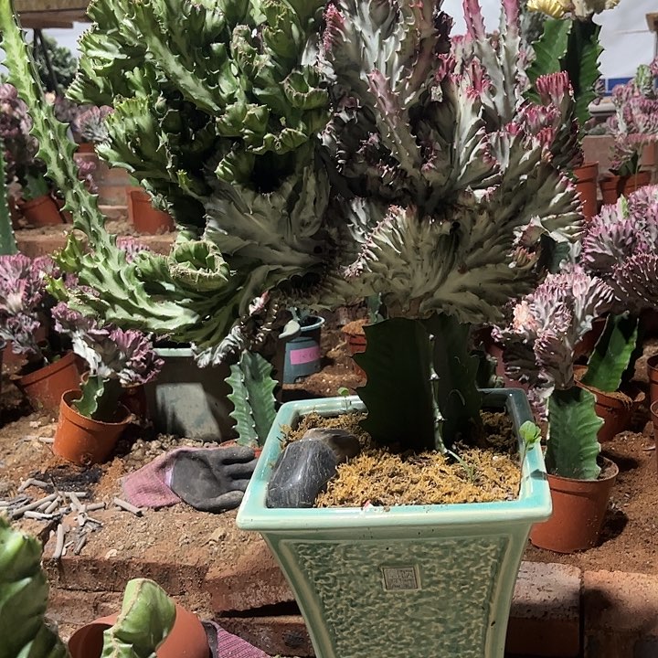 无花朵大戟科植物彩麒麟