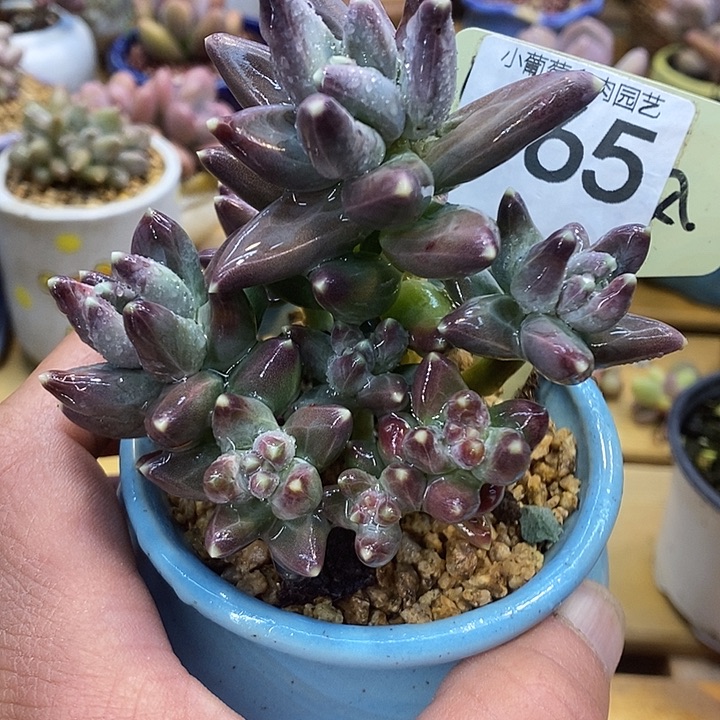 乌拉克拉465号的啊啊啊