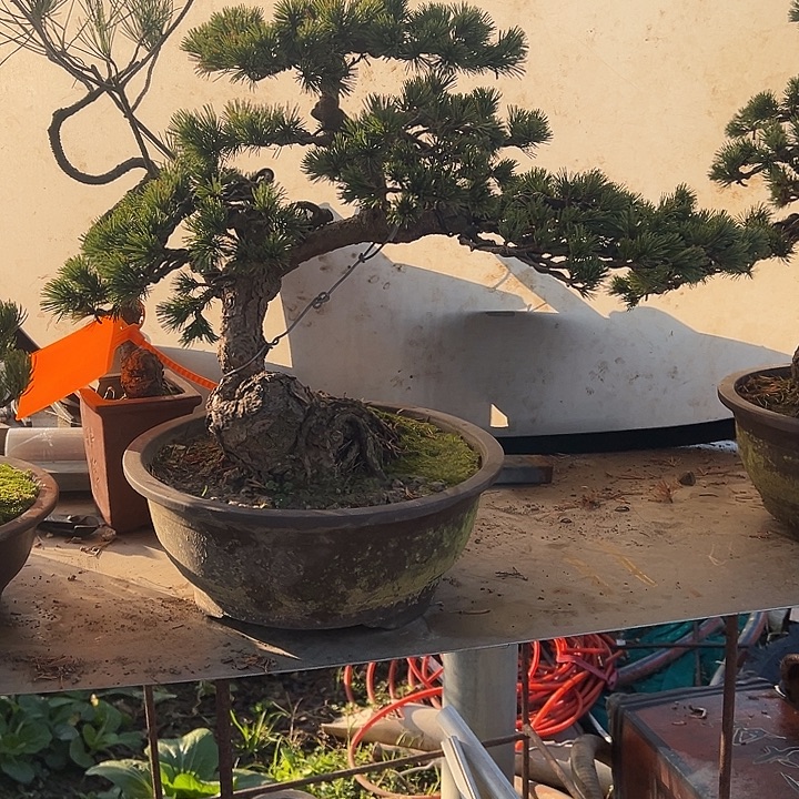 拾***头无花朵杨梅大阪松