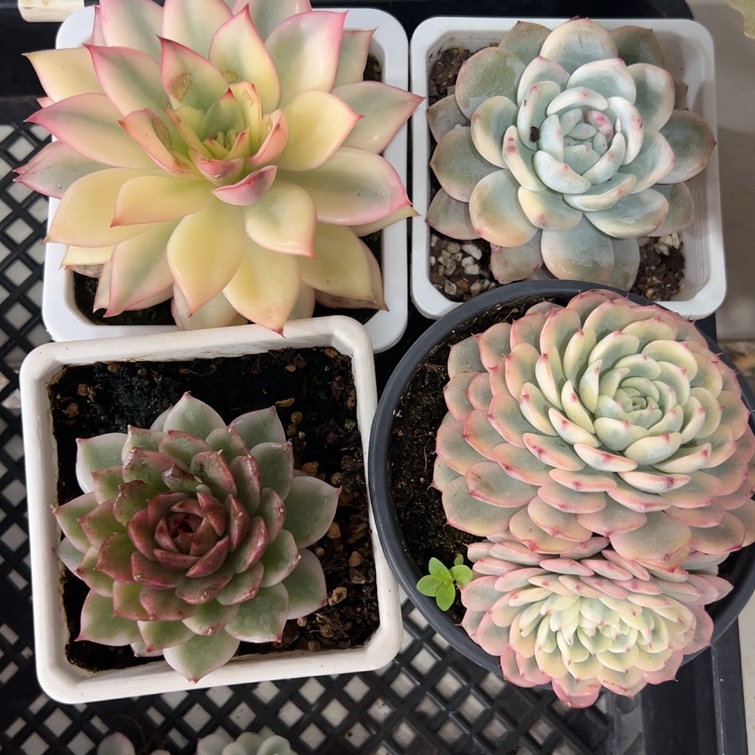 新手养肉套餐福利