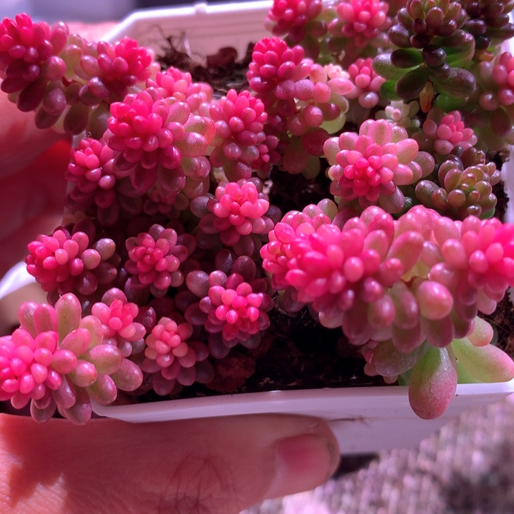浆果覆轮锦群生母本