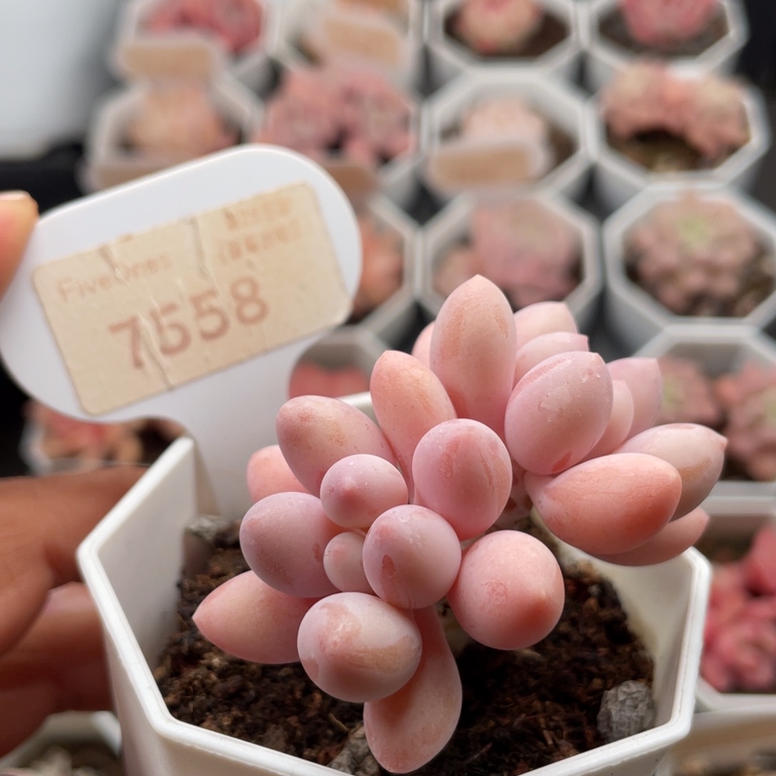 粉色恋人7558-5.0厘米